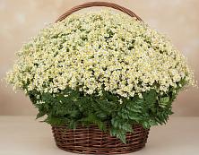 Цветочная композиция из Ромашки в корзине #REPLACE_PRED# Волжске
